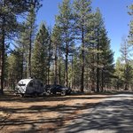 Forest road 100