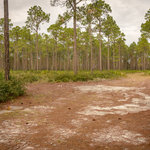 Warren bluff tates hell state forest