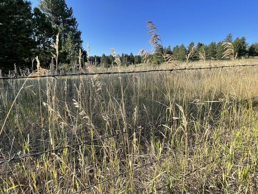 MacNab Pond Dispersed Camping photo 2
