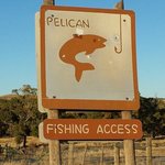Pelican