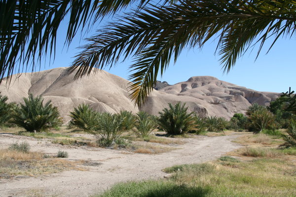 China Ranch Date Farm photo 2