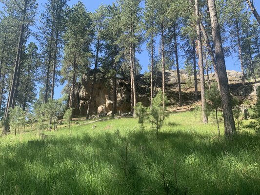 Spar Spring - Custer Airport Dispersed Camping