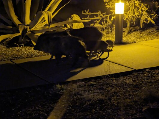 Apache Flats RV Resort photo 2