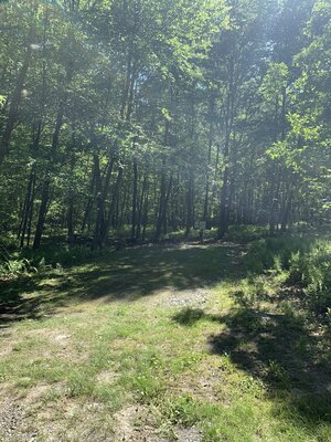 Bushkill Designated Dispersed Campsite 23