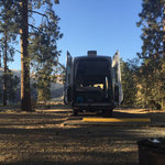 Big pines