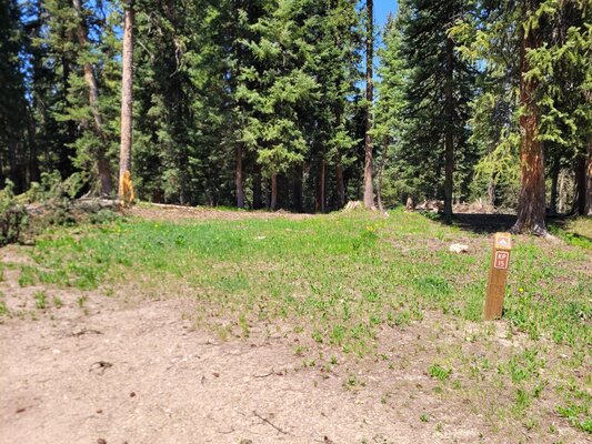 Kebler Pass Designated Dispersed Campsite #15