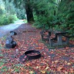 Bogachiel state park