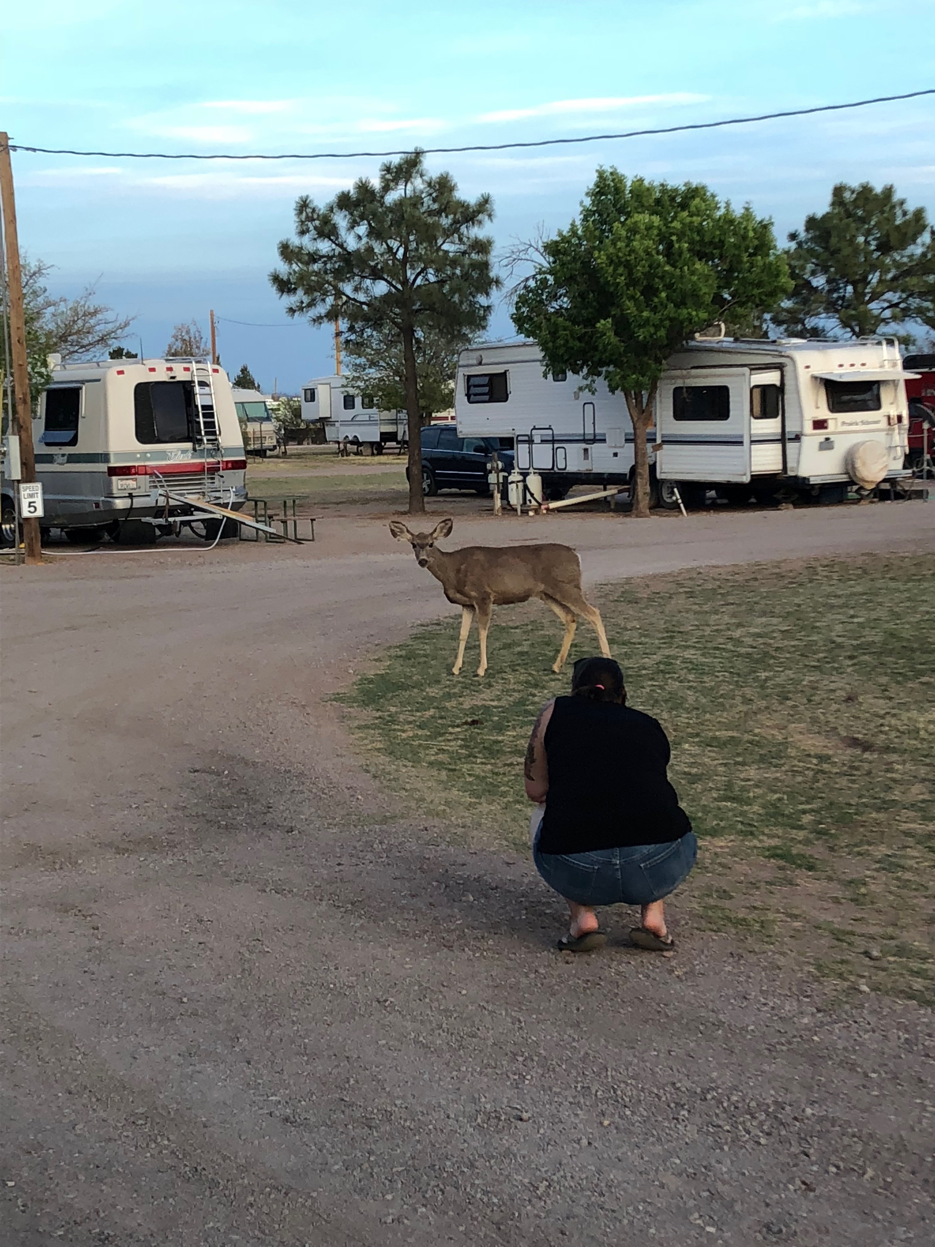 Double Adobe Campground Reviews updated 2024