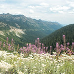 Lodgepole washington