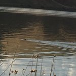 Willows landing