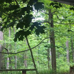 Houck area campground