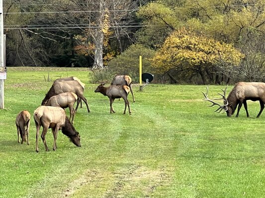 Lyman Run State Park