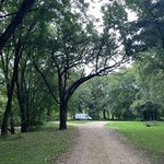 Coffins grove