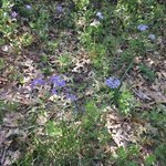 Stephens state forest
