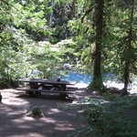 Douglas fir campground