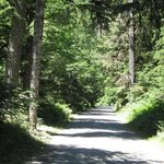 Silver fir campground