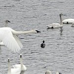 Reicks lake park