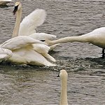 Reicks lake park