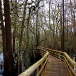 Manatee springs state park