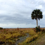 Paynes prairie preserve state park