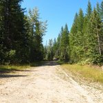 Forest road 895h