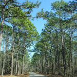 Little pee dee state park