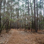 Little pee dee state park