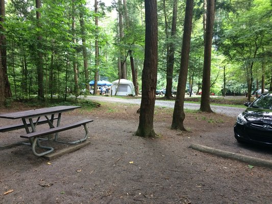 Abrams Creek Campground photo 2